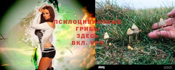 spice Аркадак